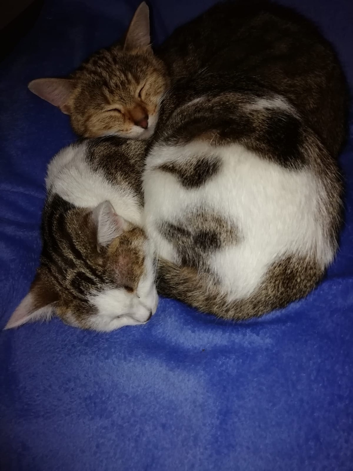 Katzen Geschwister