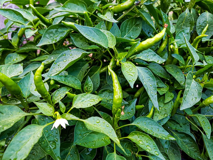 Paprika