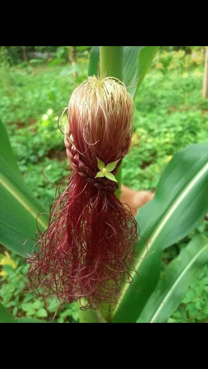 Creativity Corn