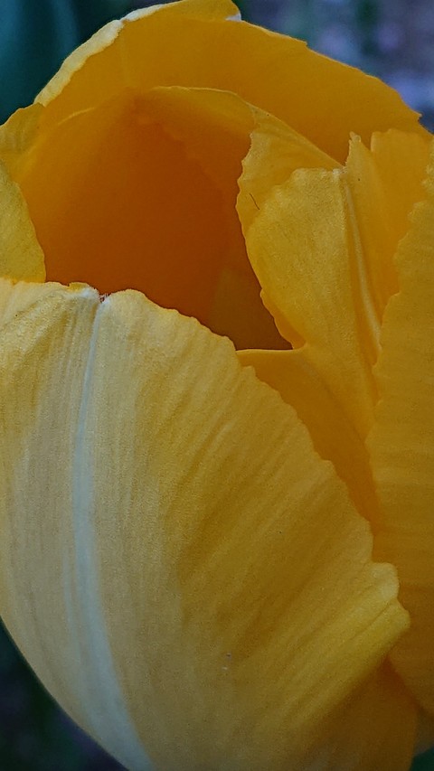 Close-up, flower wallpapers