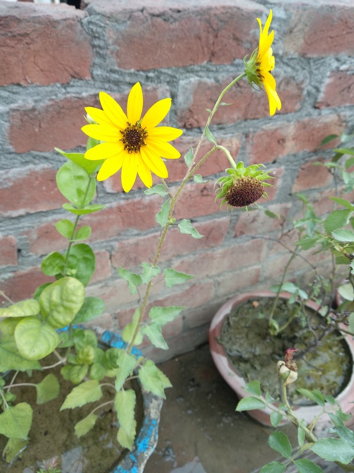flowers