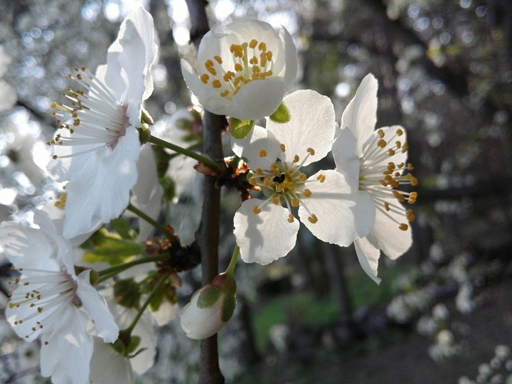 Spring flowers