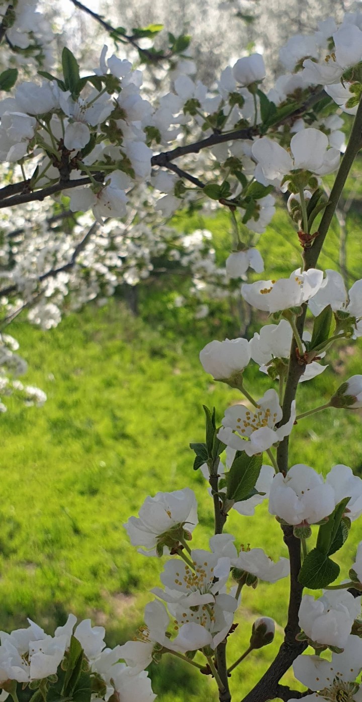 spring