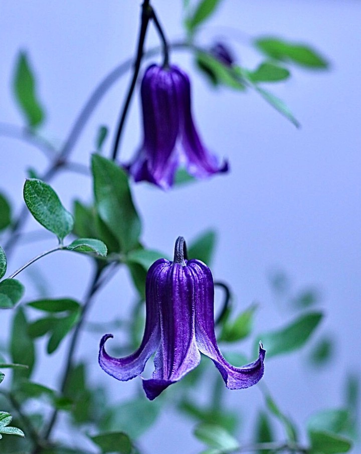 Bluebell