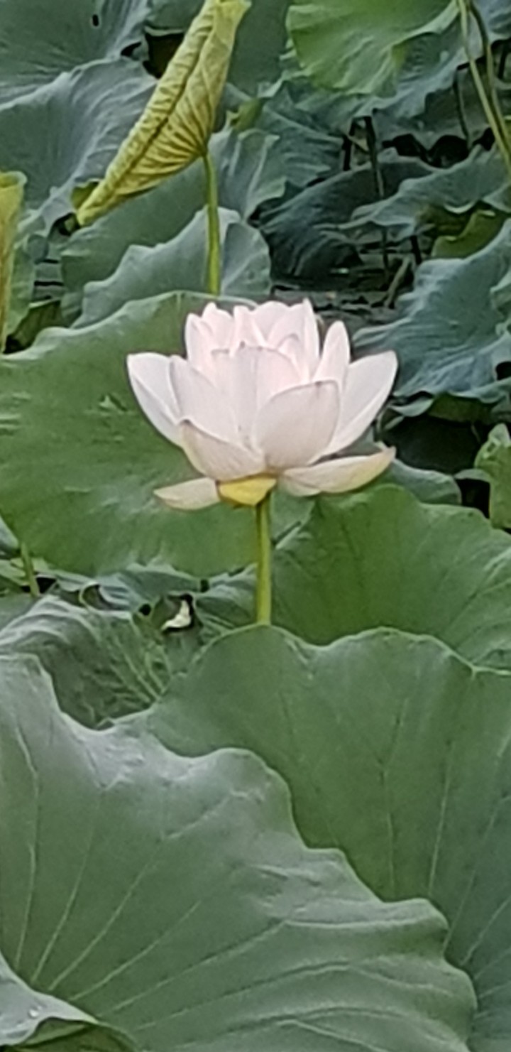 연꽃