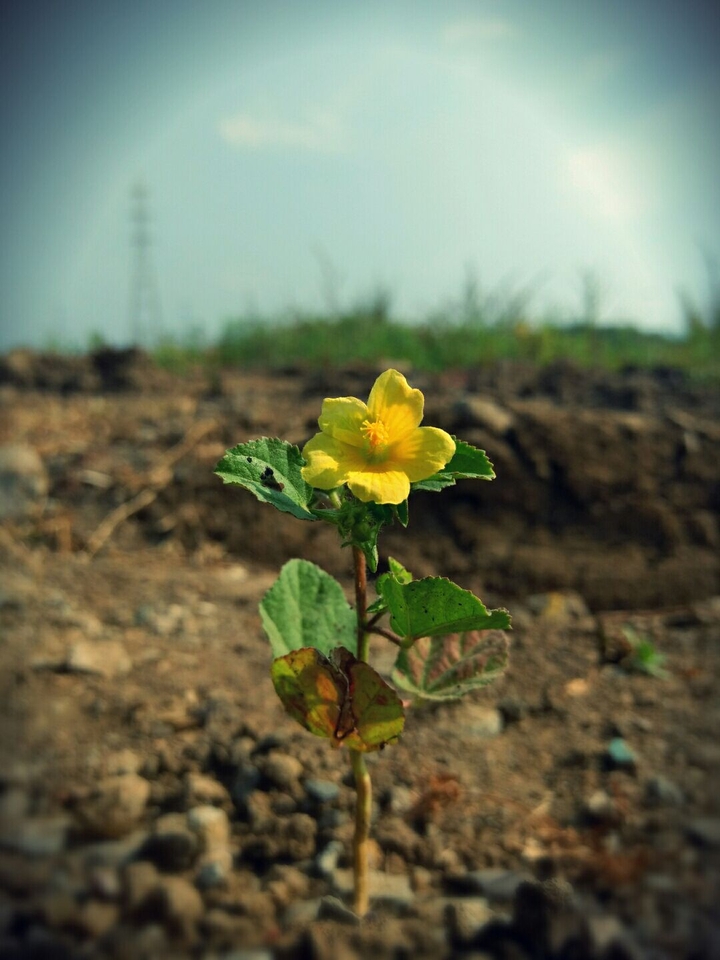 yellow flower