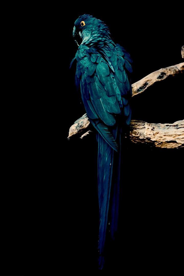 Black parrot