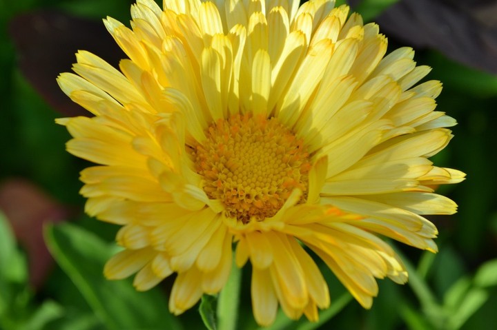 #flower