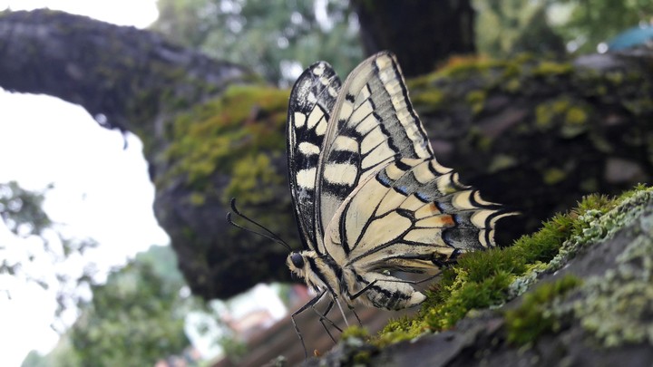 Butterfly