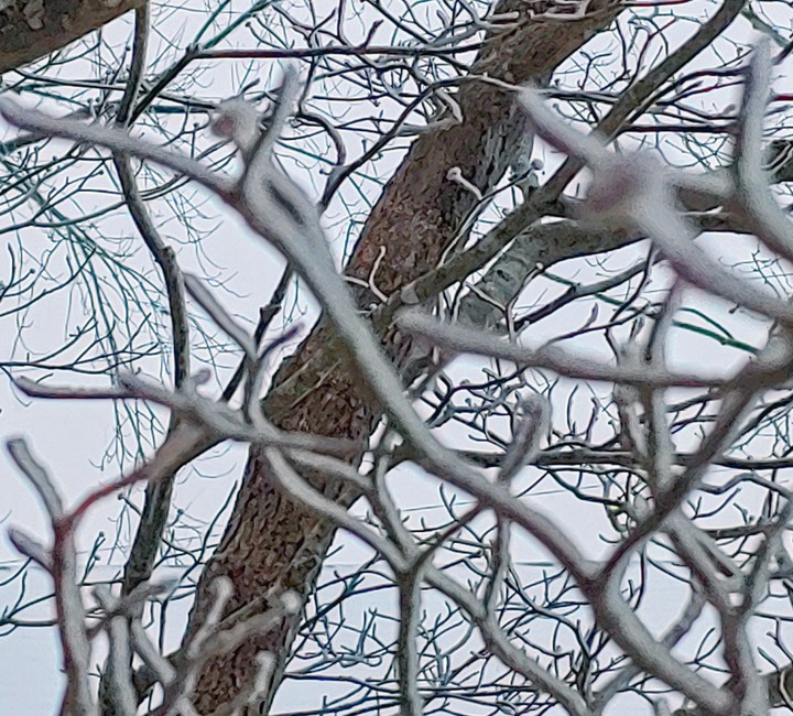 Frozen dogwood tree