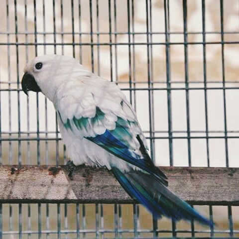 Scarlett Macaw