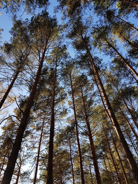 forest