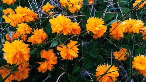 тапети petal, wildflower