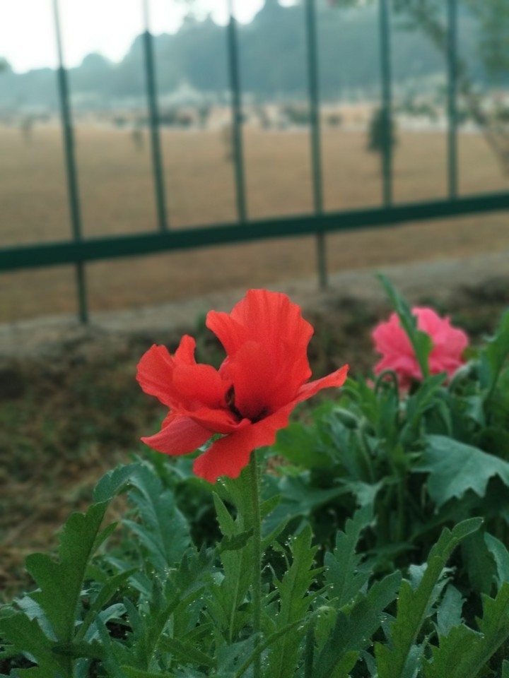 red flower