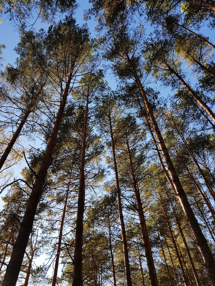 forest