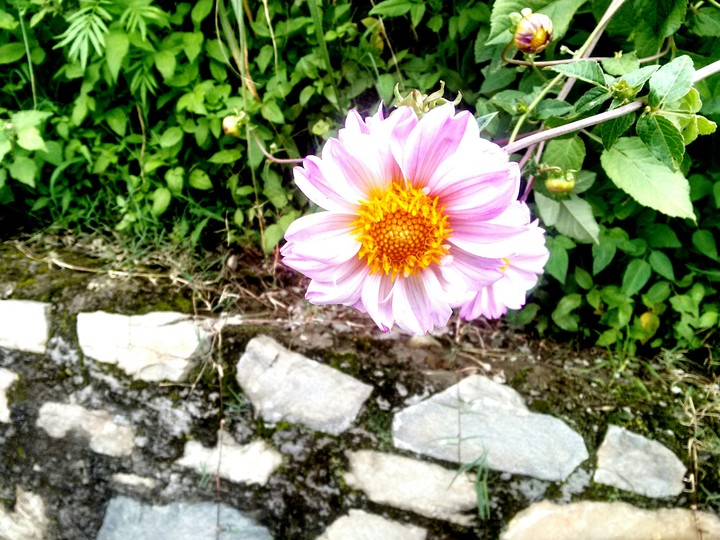 Valley Flower