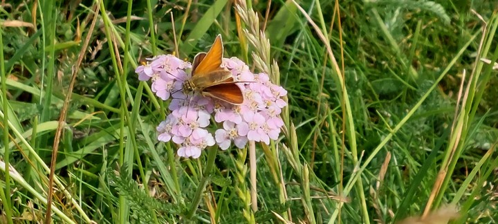 butterfly delight