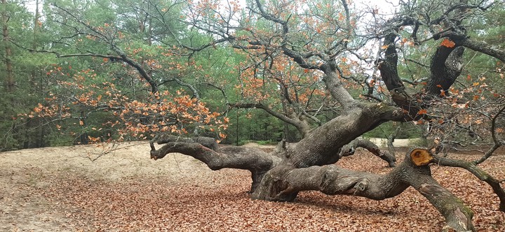 forest