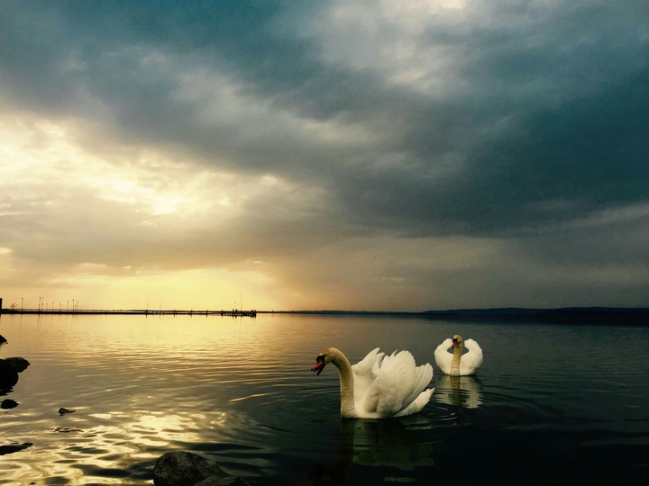 Swans Lake