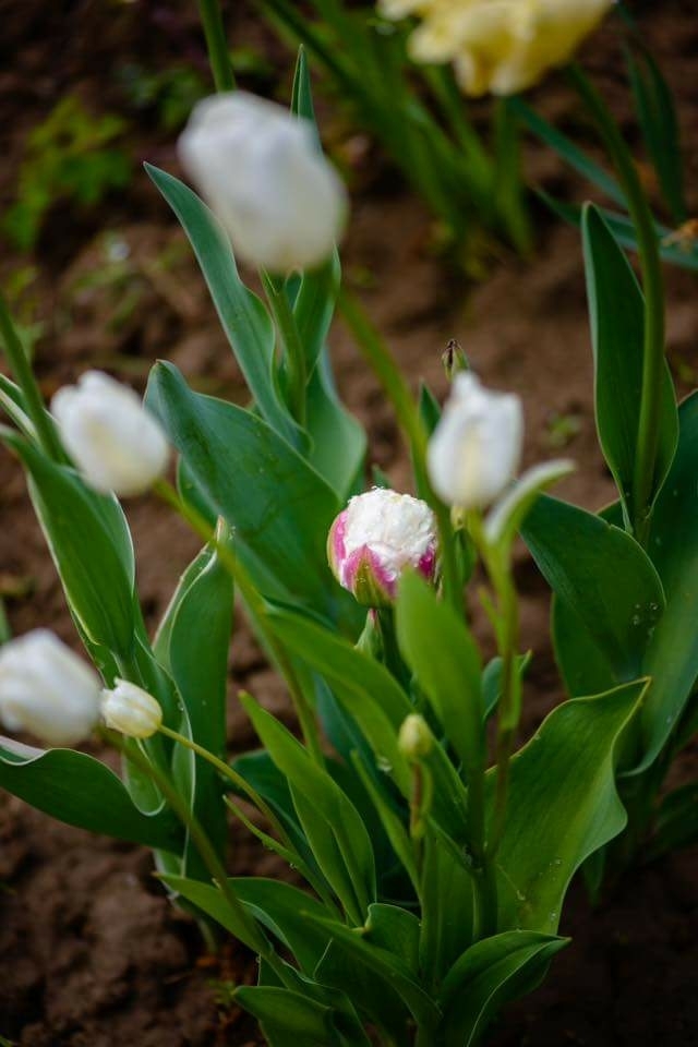 spring