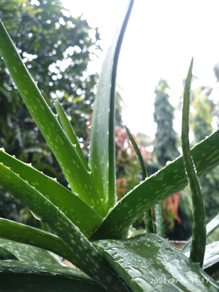 AloeVera