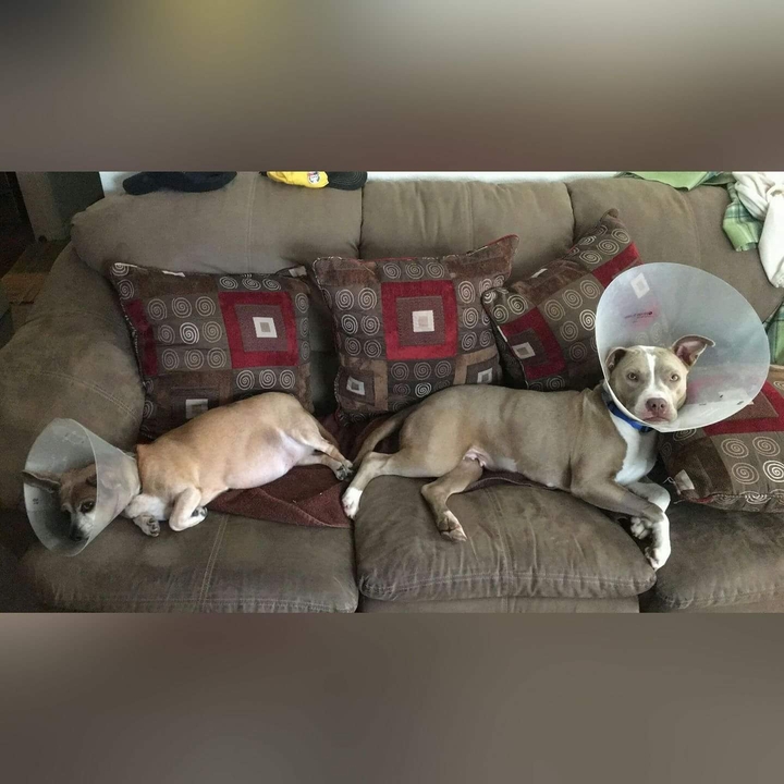 sickly babies