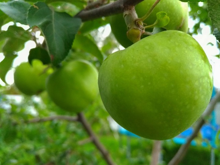 Apples