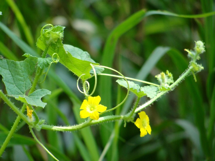 yellow flower