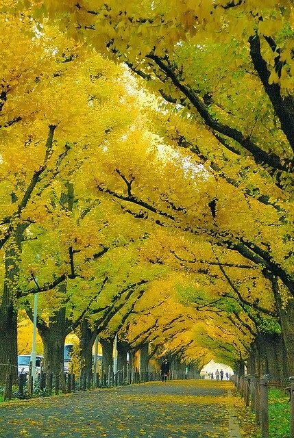 floresta de ouro
