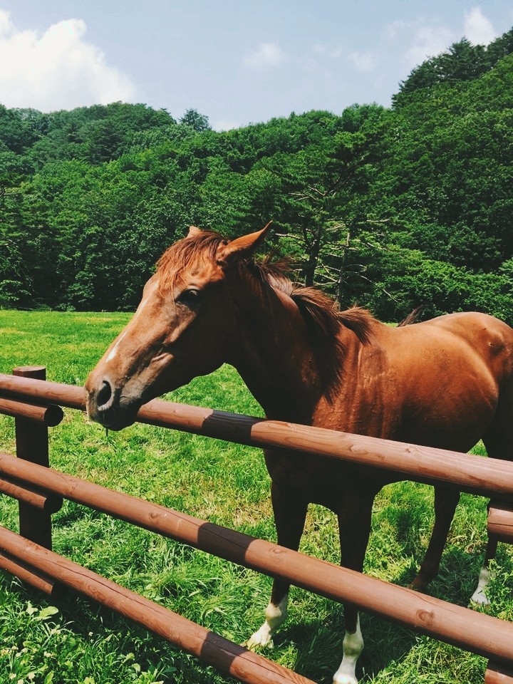 Horse!