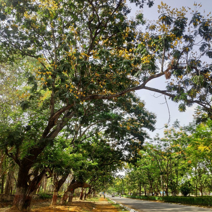 yellow flame tree