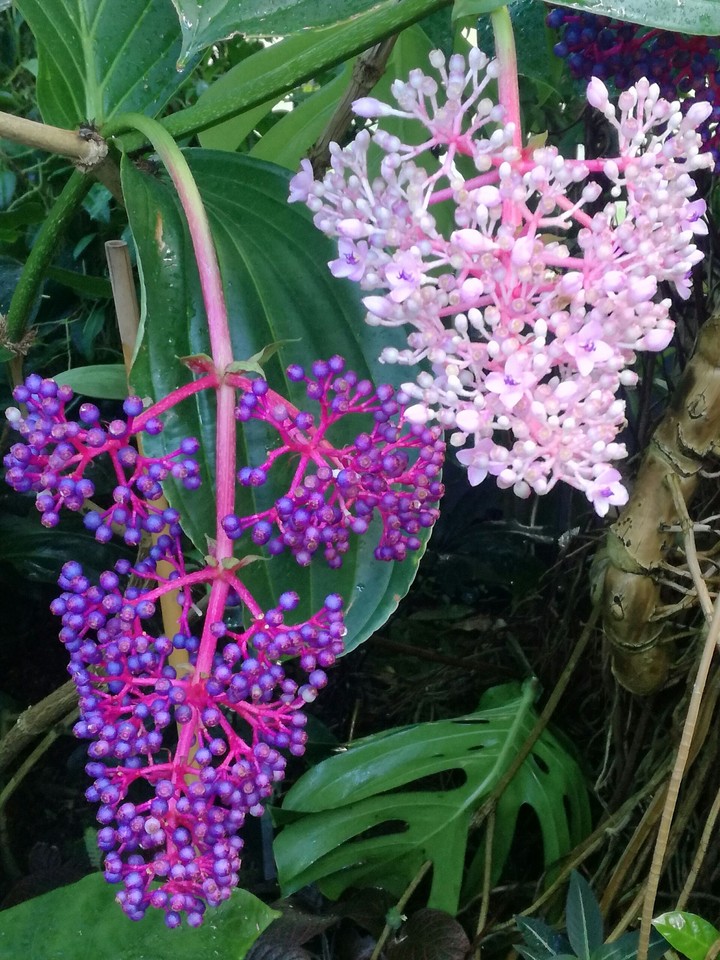 Pink and Lila