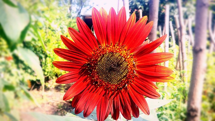 Red sun-flower