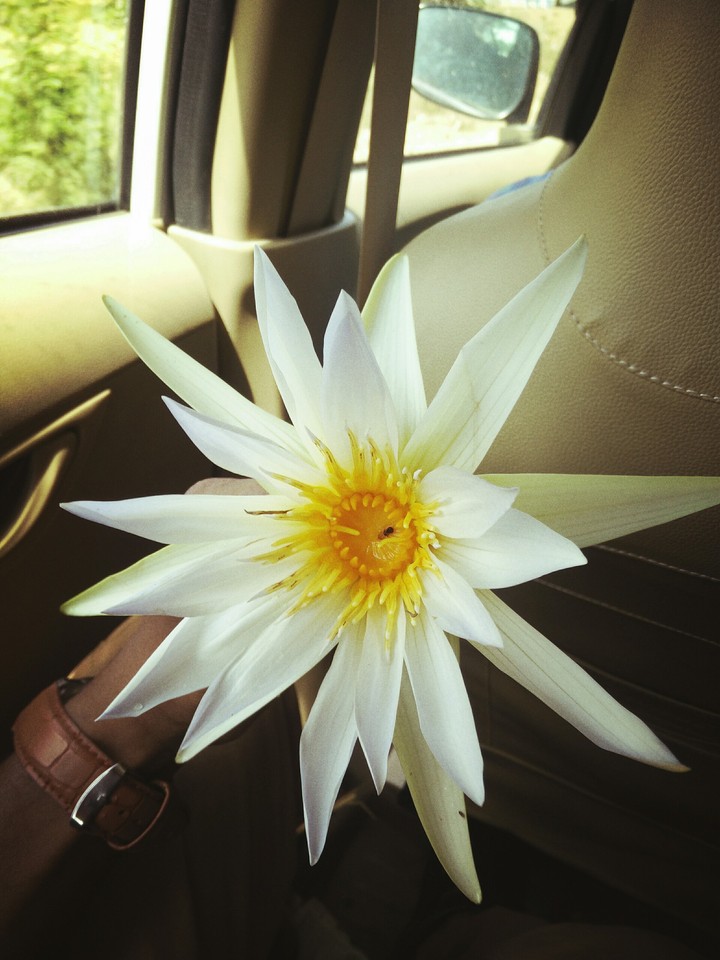 Lotus Pic