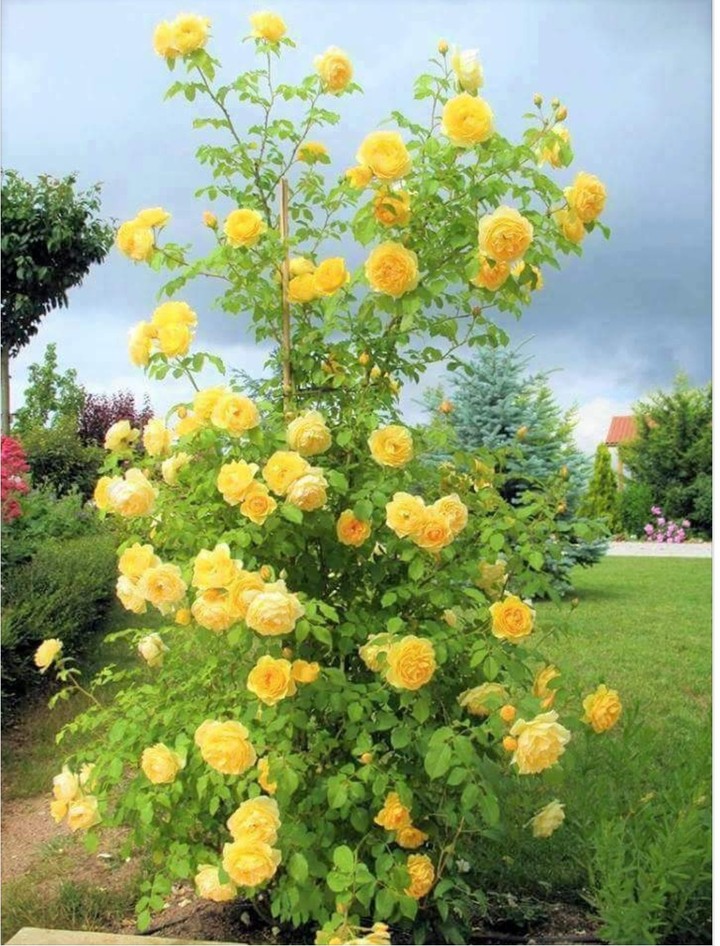 yelow roses