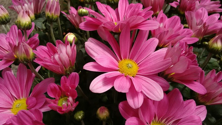 mar de flores