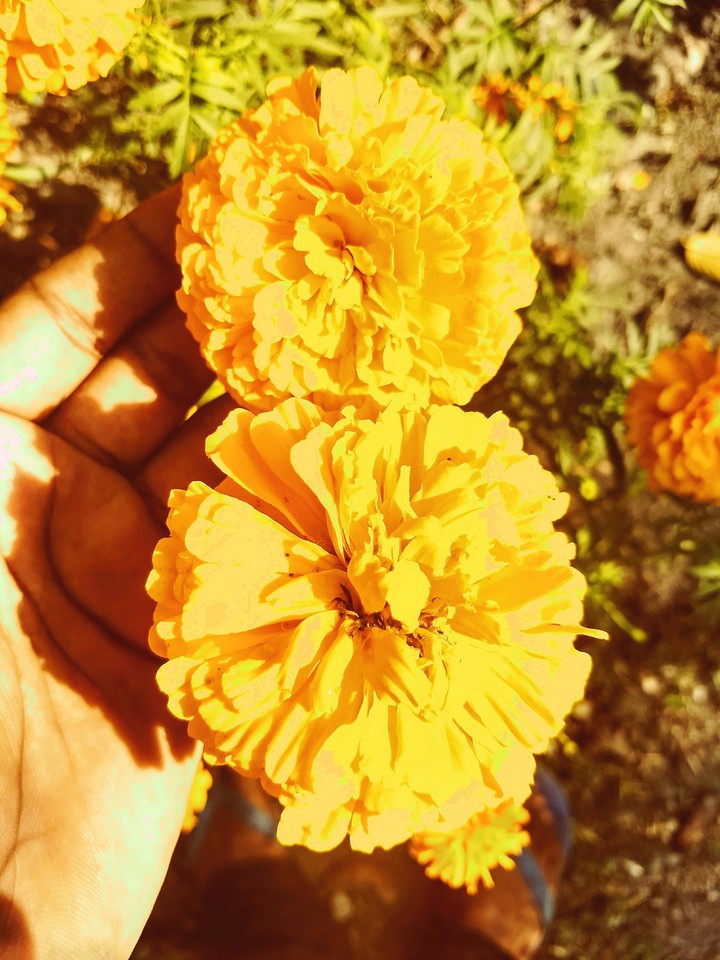 marigold flower
