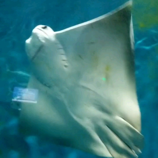 just a swim by