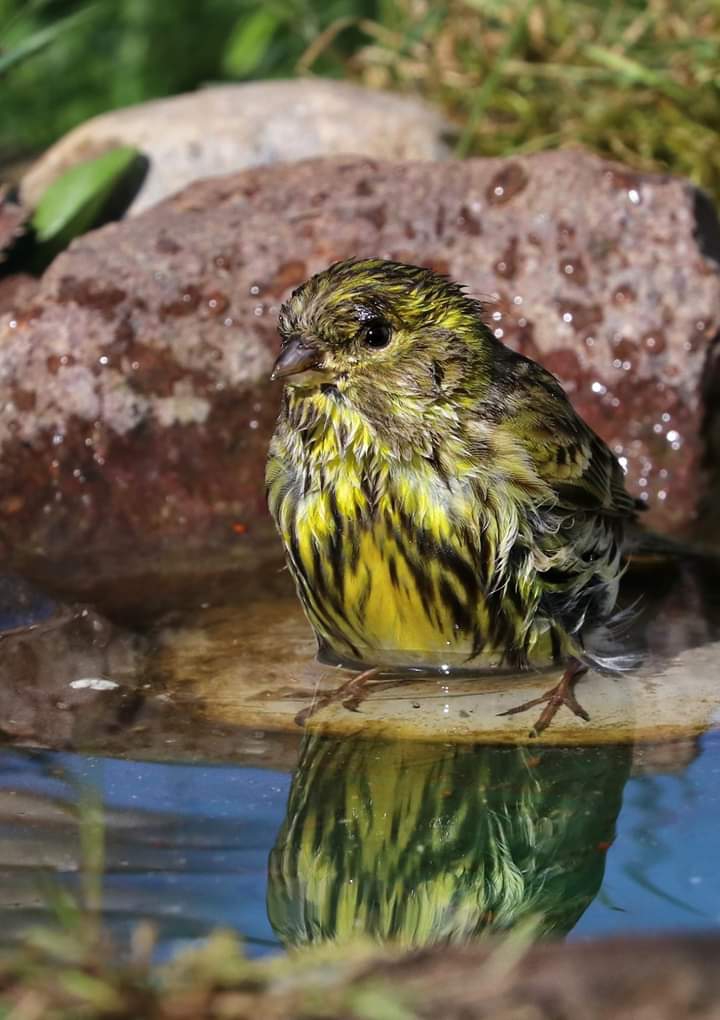 Bird
