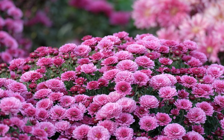 A bunch of pink flowers