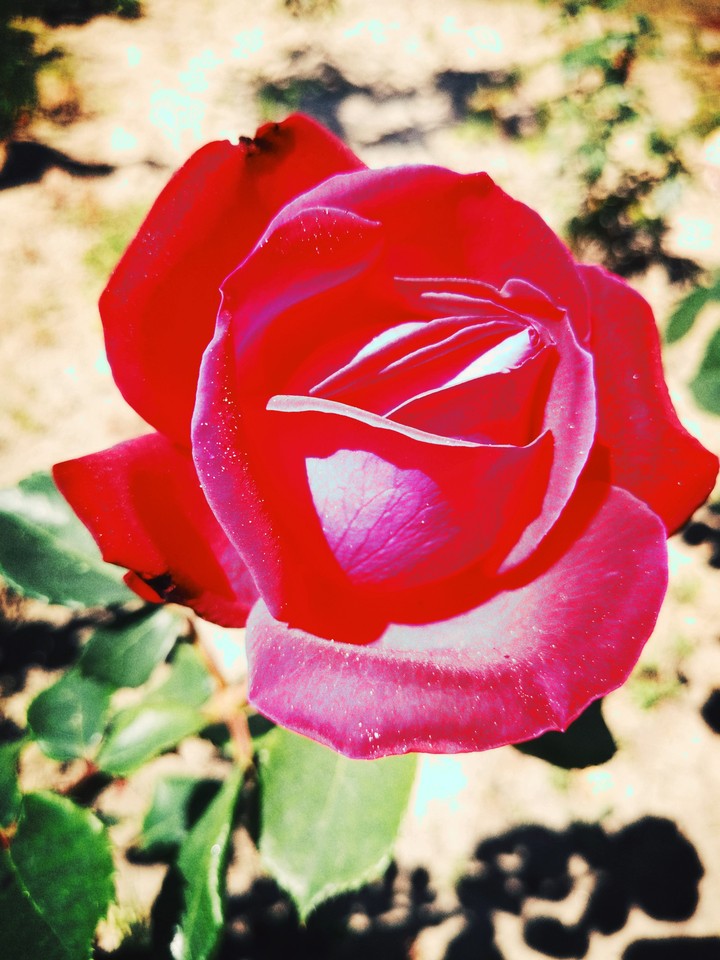 Sweet Rose