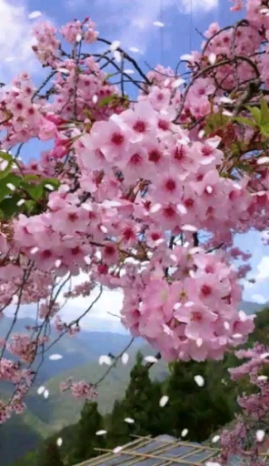 #Flor