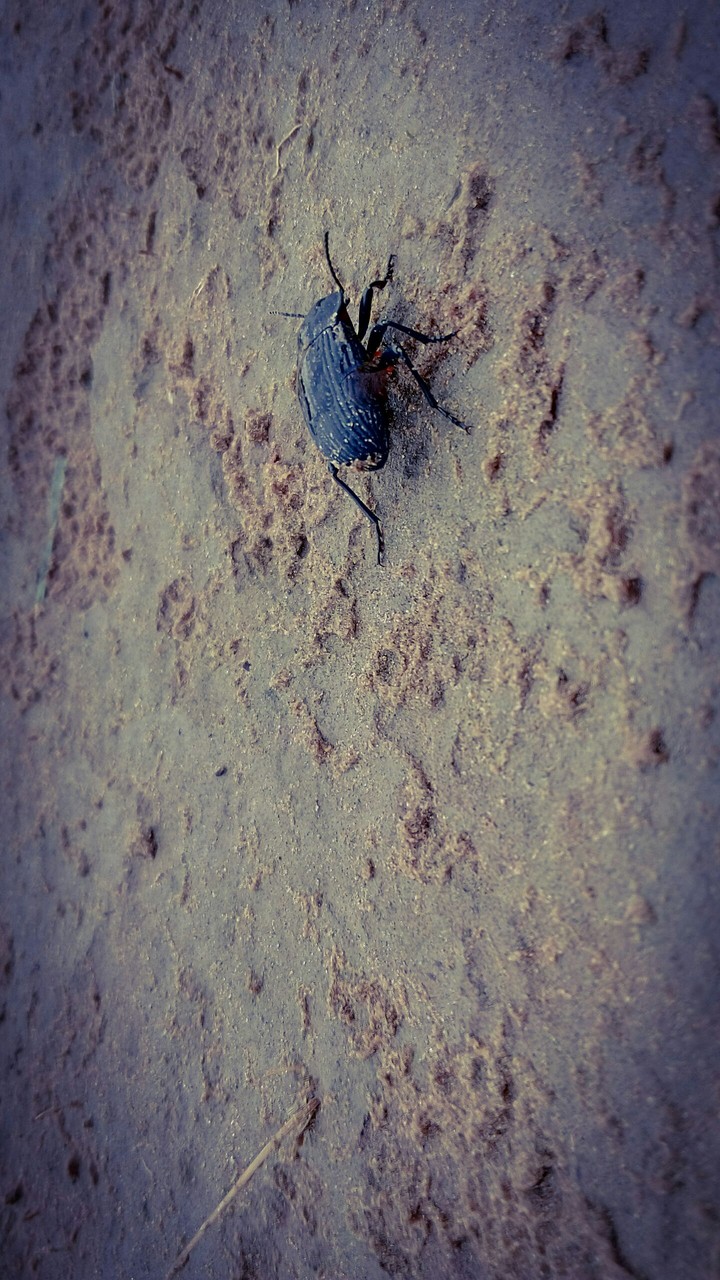 Insect Wallpaper