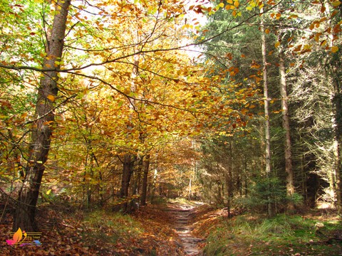 forest path