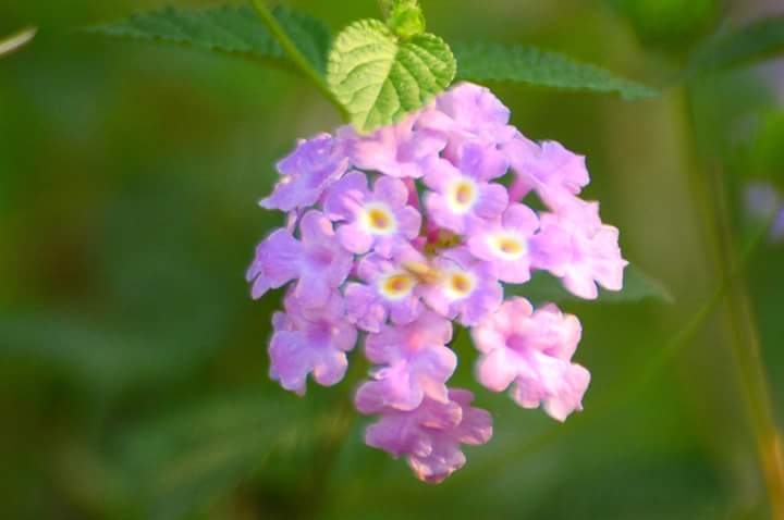 wildflower