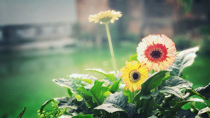 flower