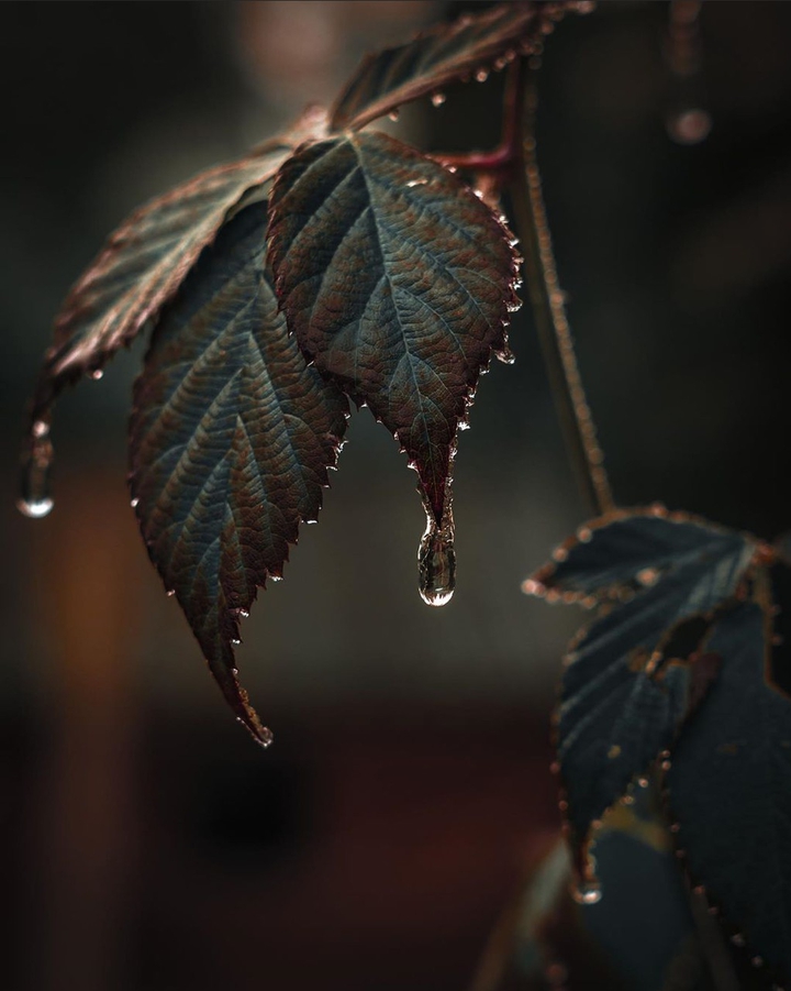 drops