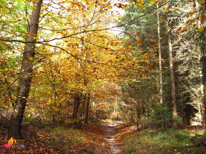 forest path