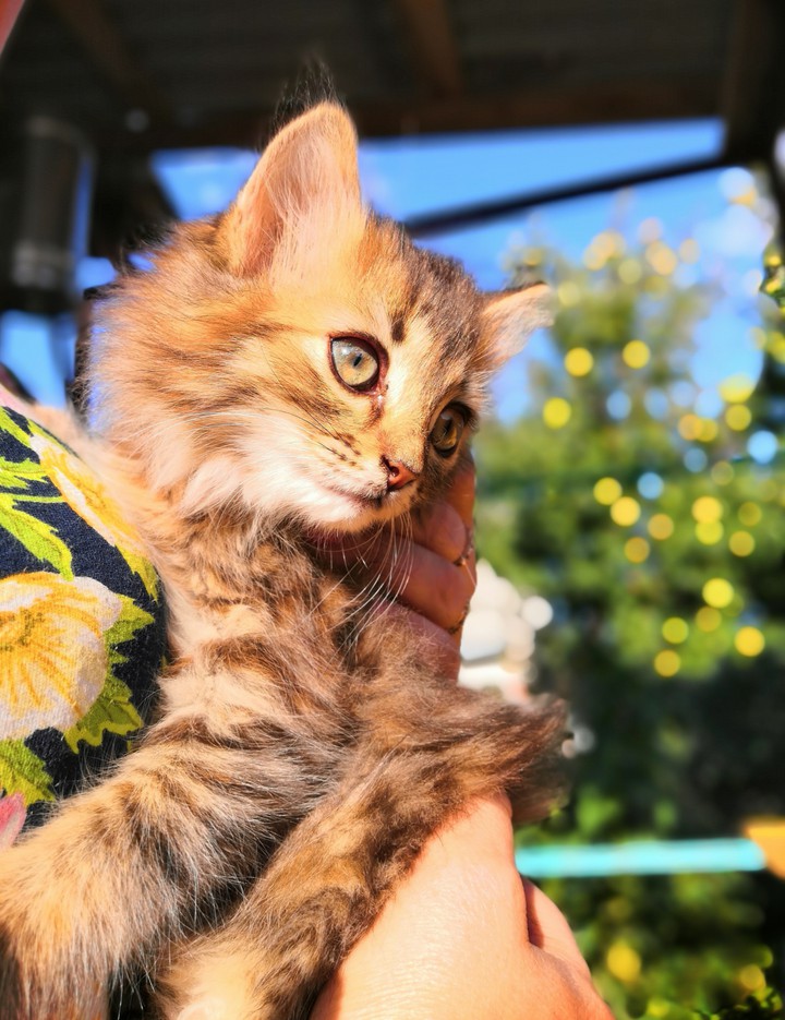 kittie
