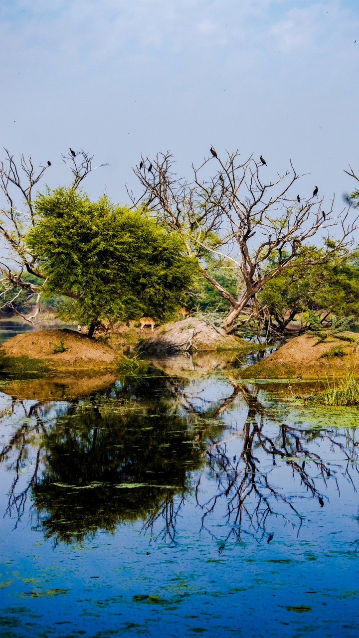reflection